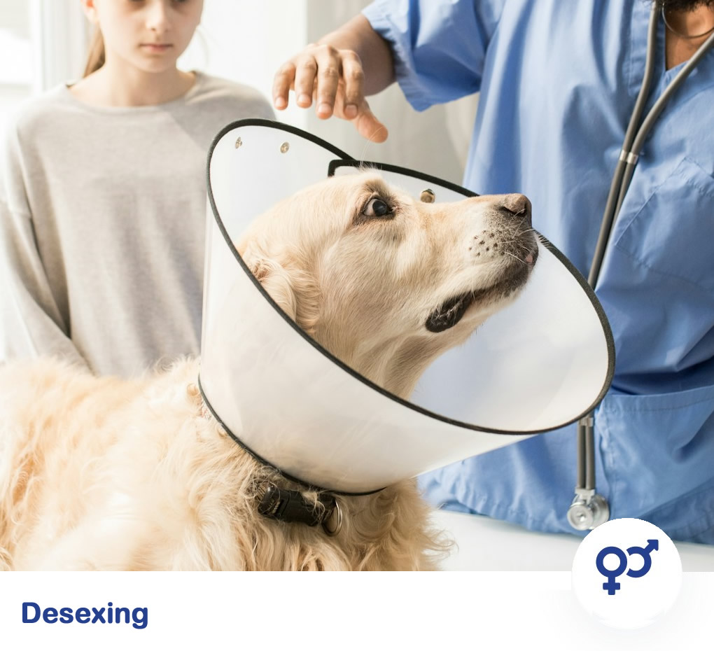 Rabbit wellness exam