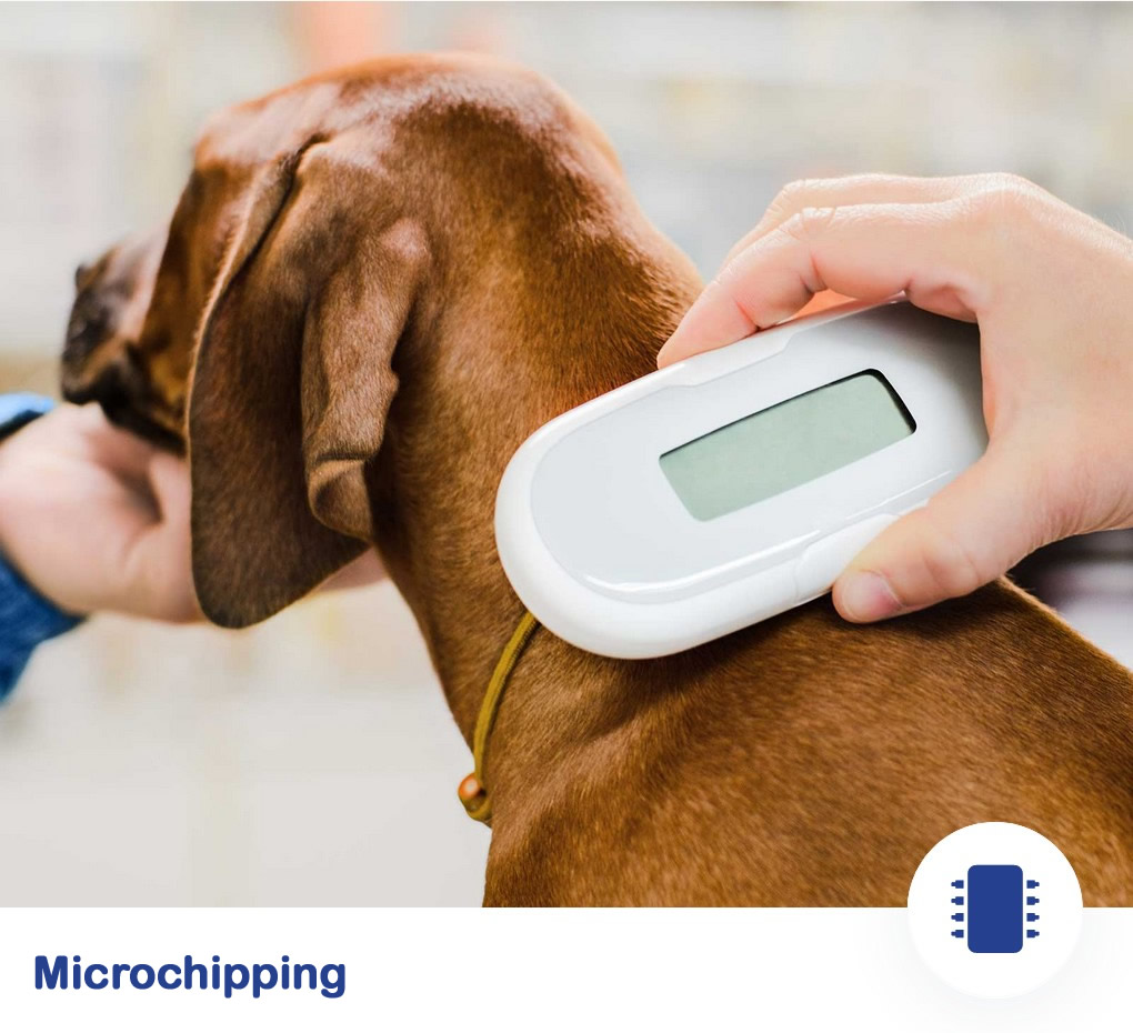 Vet with small mammals